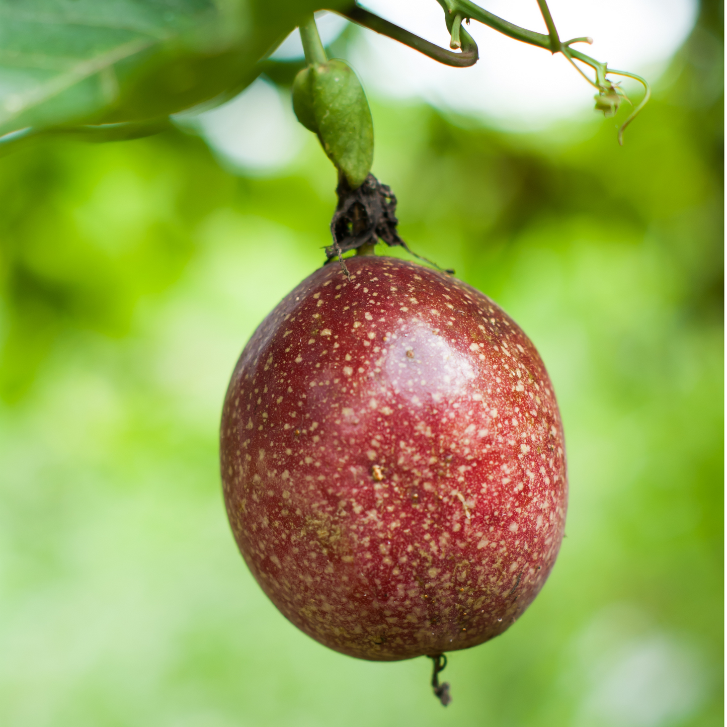 Fresh Passion Fruit - Sweet & Tangy Flavor | Proudly Grown in the USA