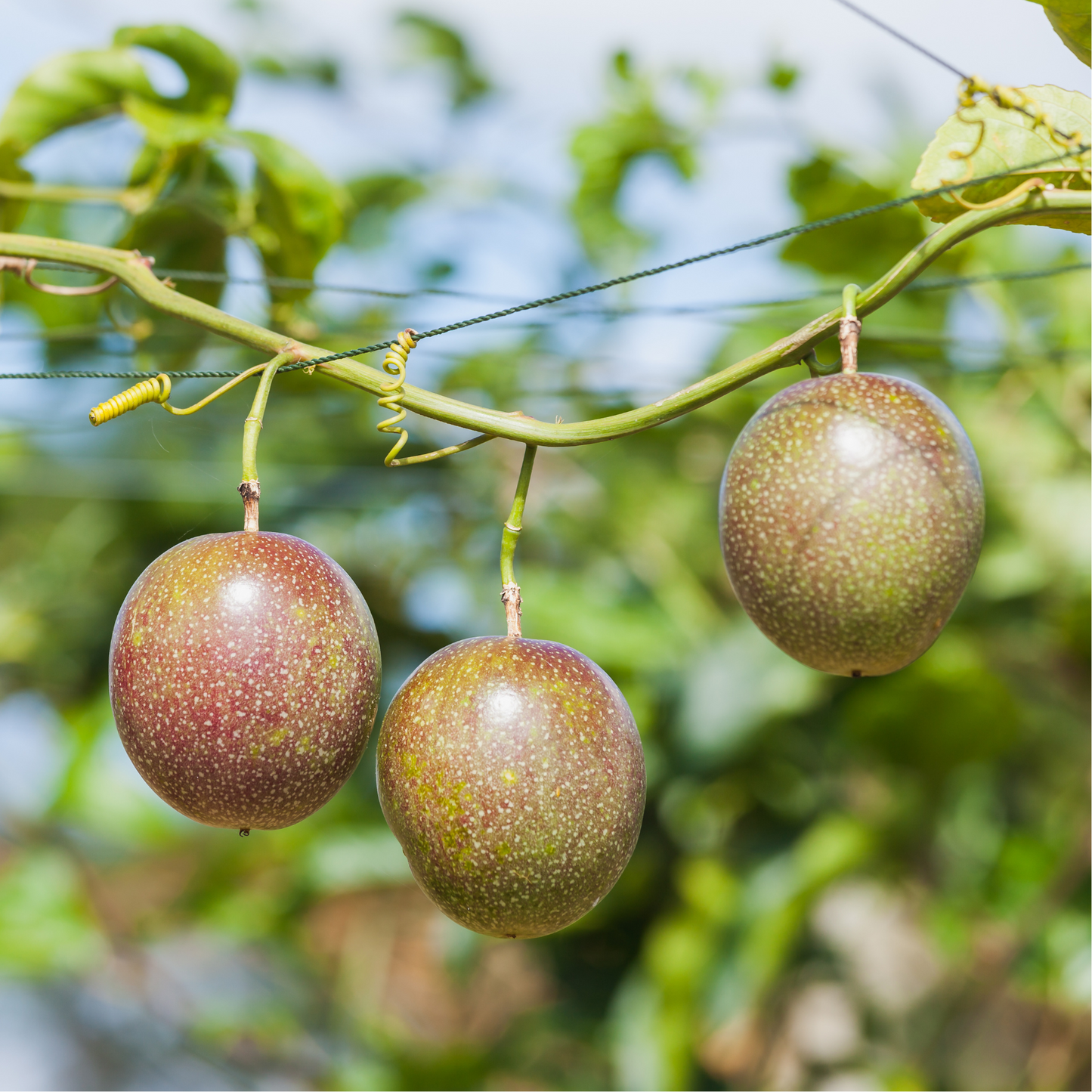 Fresh Passion Fruit - Sweet & Tangy Flavor | Proudly Grown in the USA