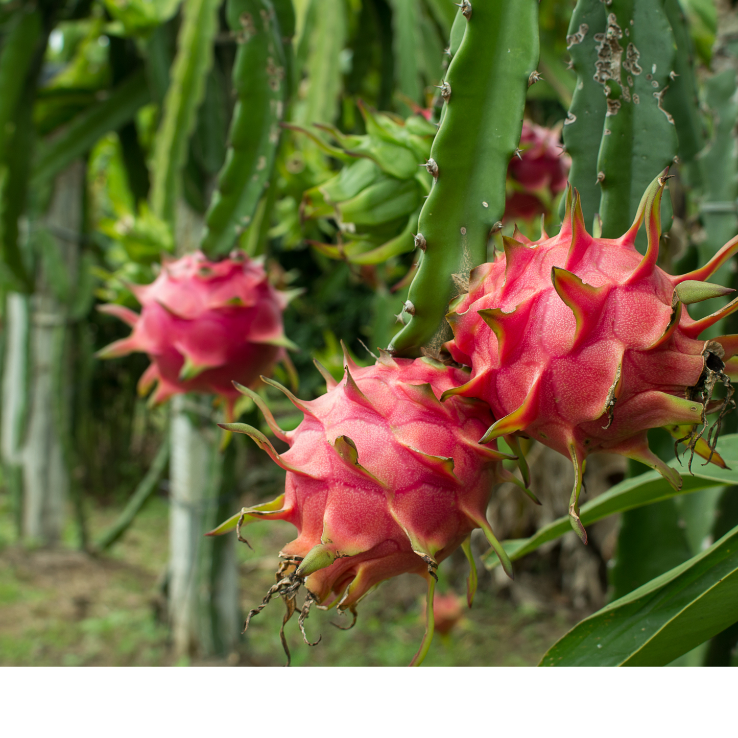 Fresh Dragon Fruit - Taiwan MXL Variety | Proudly Grown in the USA