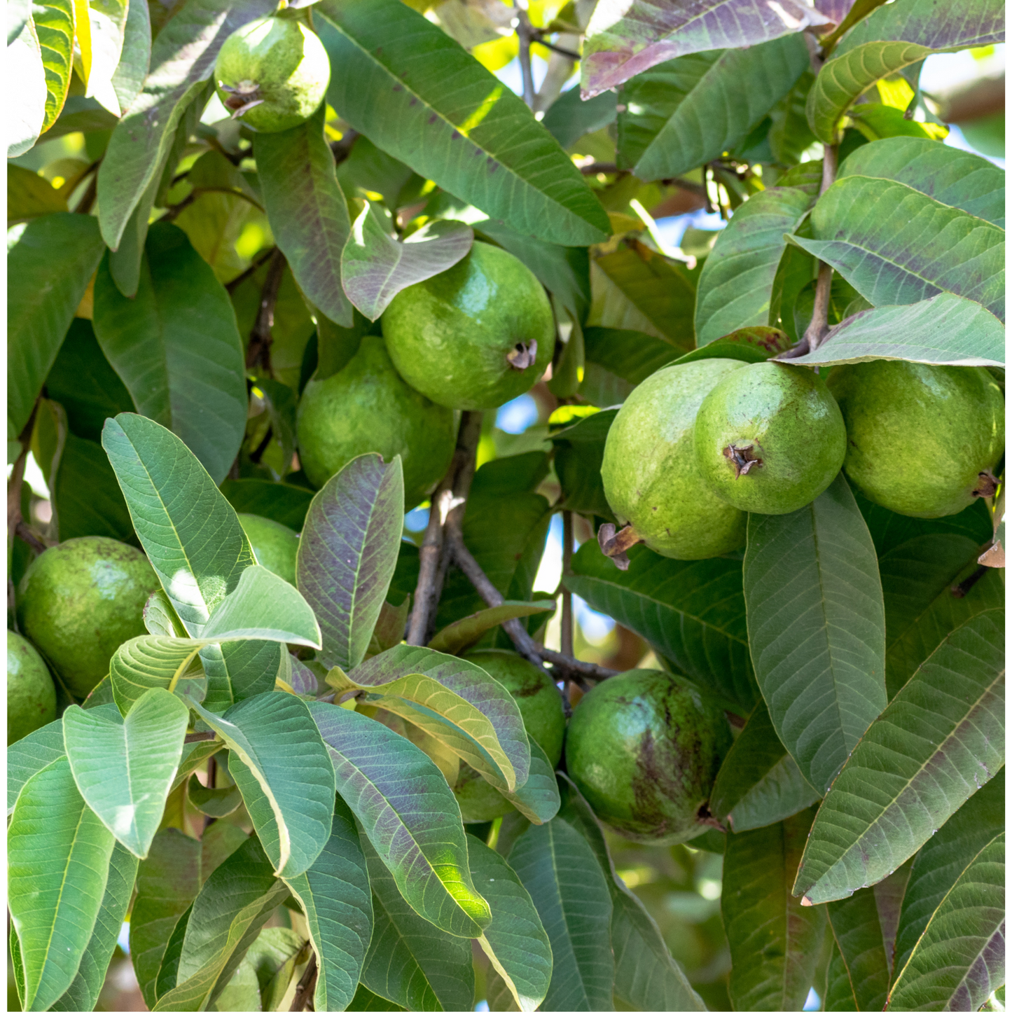 Fresh Guava - Sweet & Aromatic | Grown in the USA